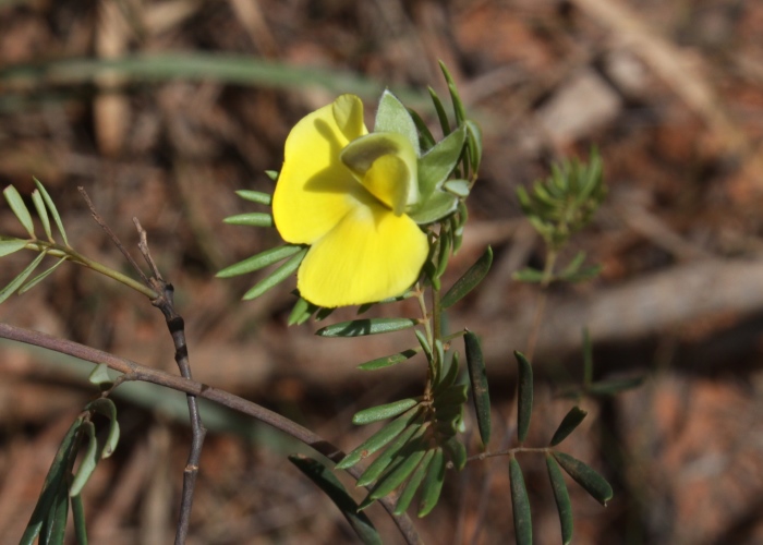 North Queensland Plants Fabaceae